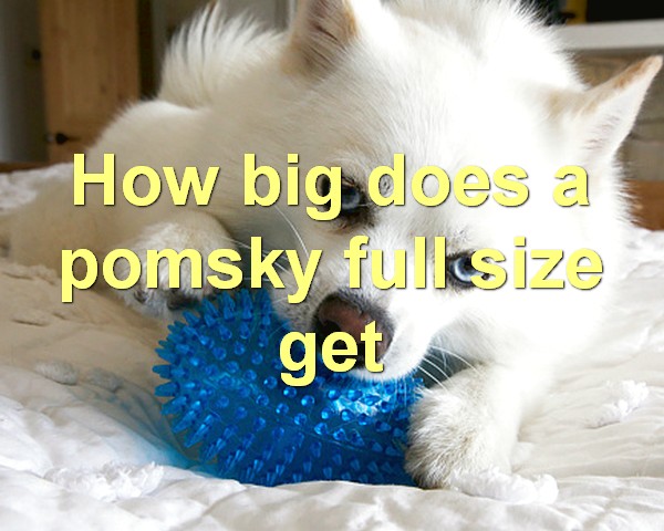How big does a pomsky full size get