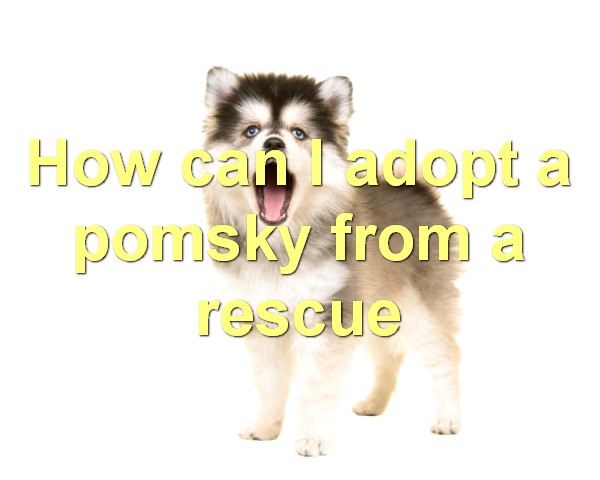 How can I adopt a pomsky from a rescue