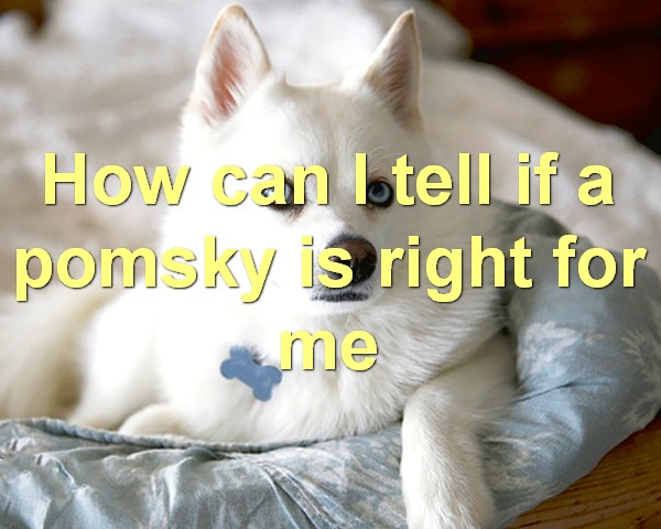 How can I tell if a pomsky is right for me