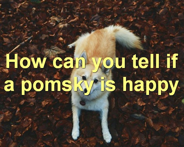 How can you tell if a pomsky is happy