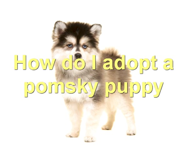 How do I adopt a pomsky puppy