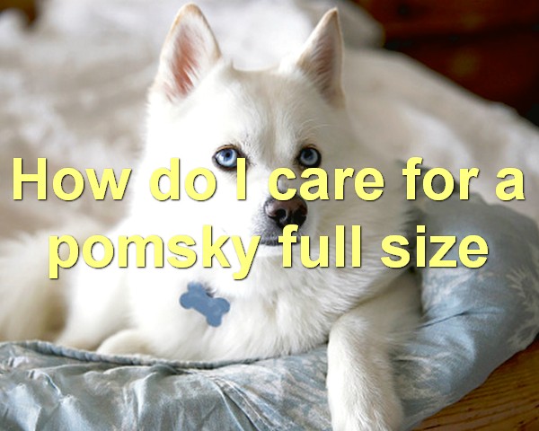 How do I care for a pomsky full size