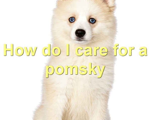How do I care for a pomsky