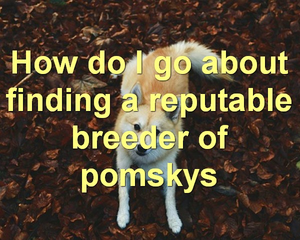 How do I go about finding a reputable breeder of pomskys