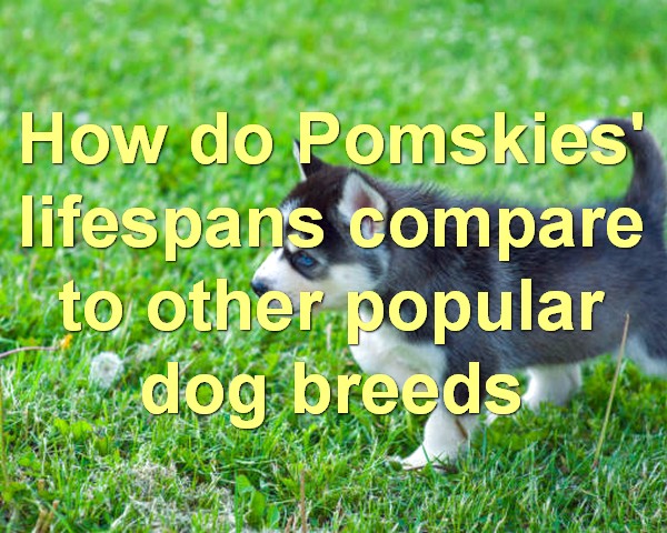 How do Pomskies' lifespans compare to other popular dog breeds