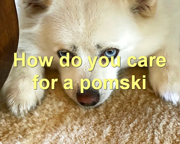 How do you care for a pomski