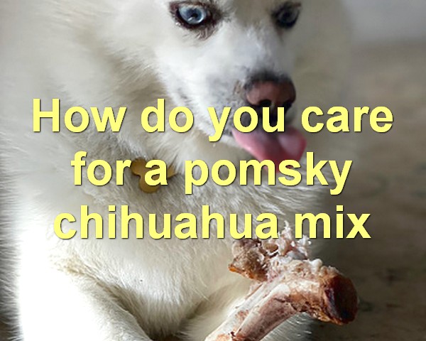 How do you care for a pomsky chihuahua mix
