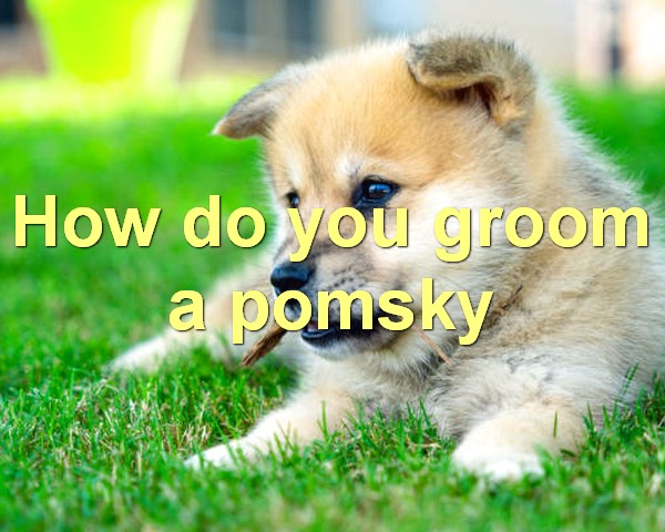 How do you groom a pomsky