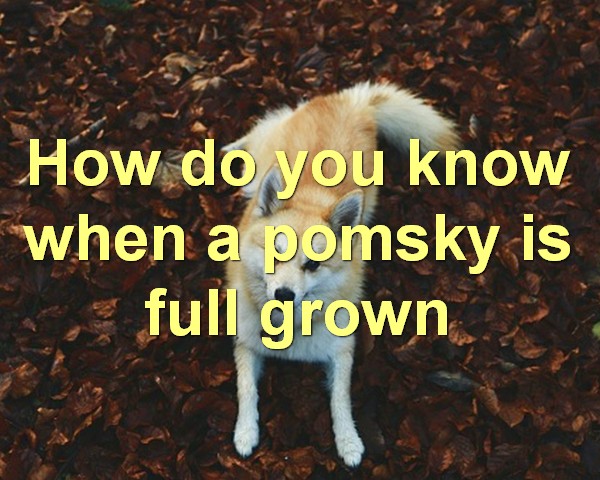How do you know when a pomsky is full grown
