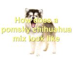 How does a pomsky chihuahua mix look like