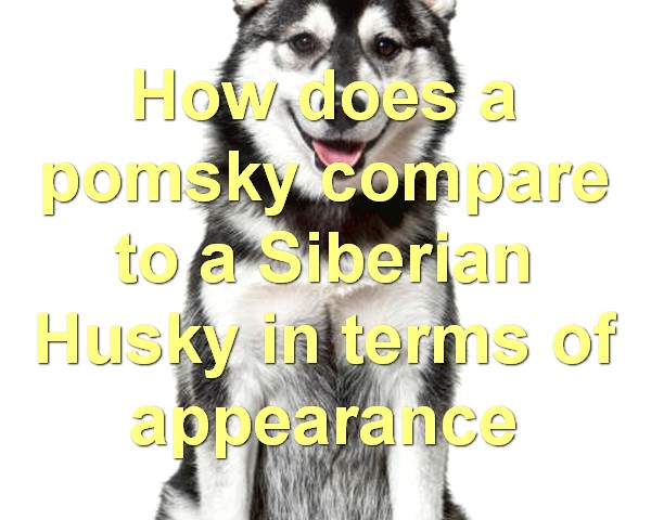 How does a pomsky compare to a Siberian Husky in terms of appearance