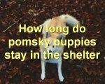 How long do pomsky puppies stay in the shelter