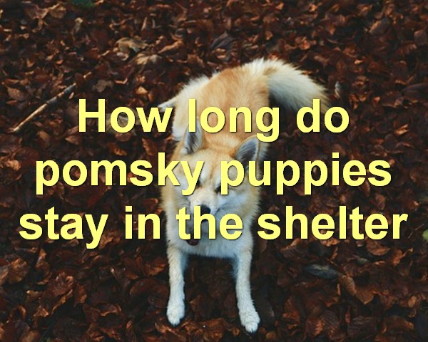How long do pomsky puppies stay in the shelter