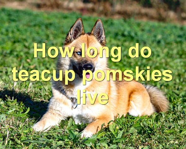 How long do teacup pomskies live