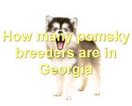 How many pomsky breeders are in Georgia