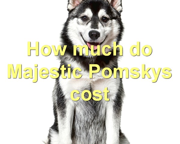 How much do Majestic Pomskys cost