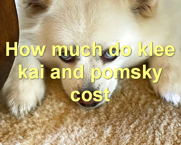 How much do klee kai and pomsky cost