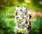How much do pomskies cost
