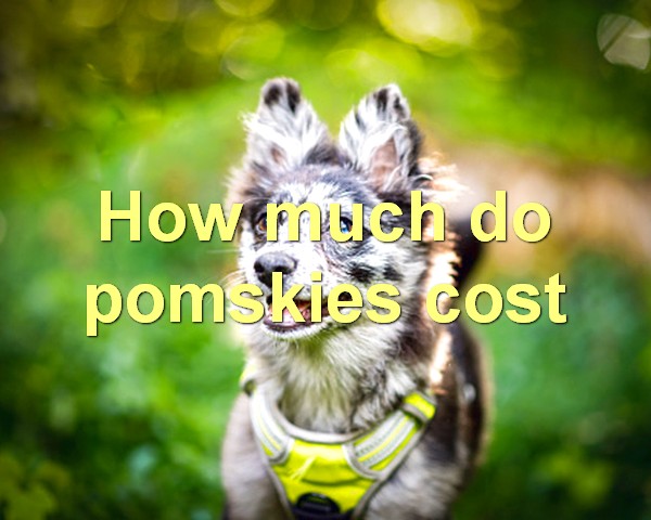 How much do pomskies cost