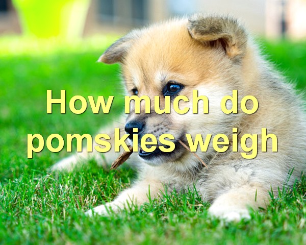 How much do pomskies weigh