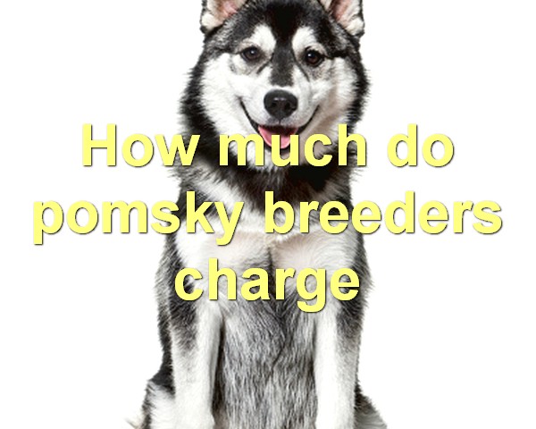 How much do pomsky breeders charge