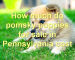 How much do pomsky puppies for sale in Pennsylvania cost