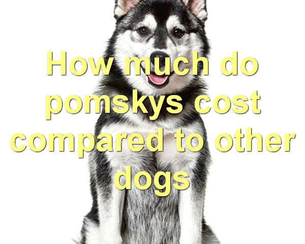 How much do pomskys shed