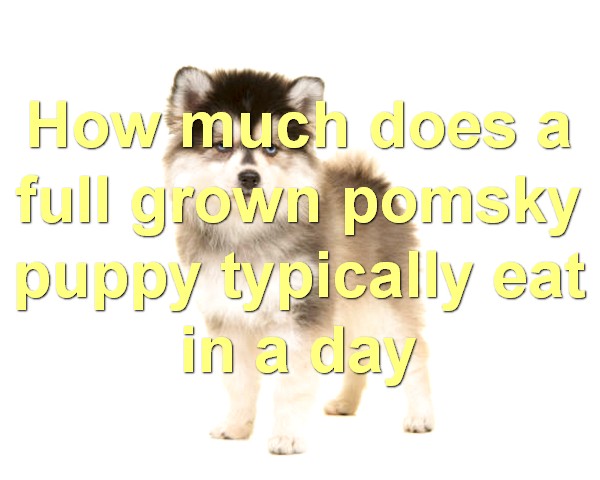 How much does a full grown pomsky puppy typically eat in a day