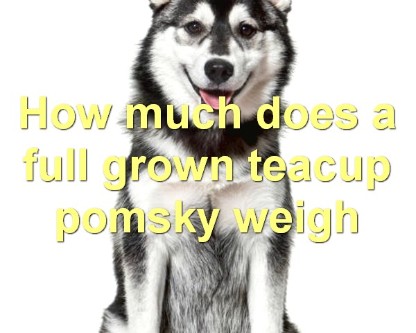 How much does a full grown teacup pomsky weigh