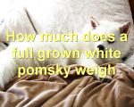 How much does a full grown white pomsky weigh