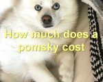 How much does a pomsky cost