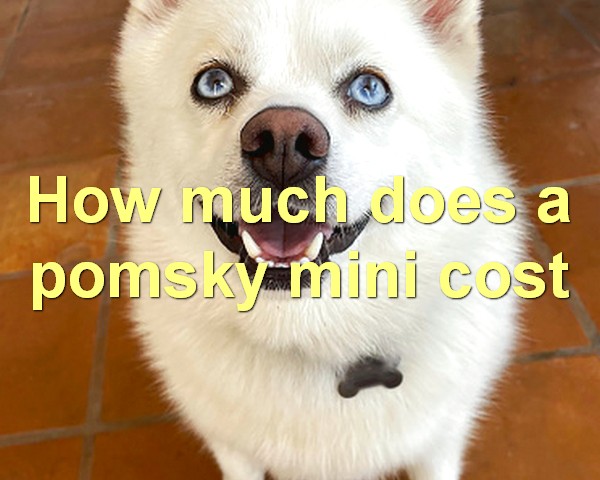 How much does a pomsky mini cost