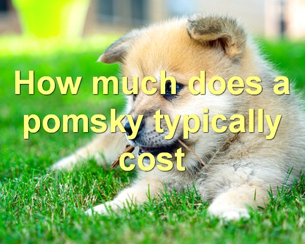 How much does a pomsky typically cost