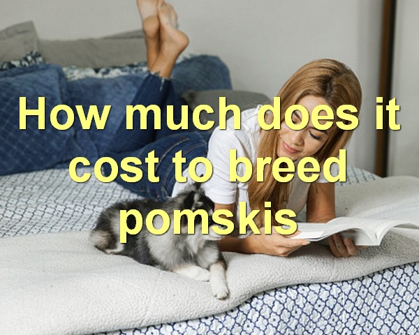 How much does it cost to breed pomskis