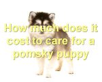How much does it cost to care for a pomsky puppy