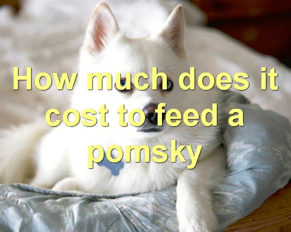 How much does it cost to feed a pomsky