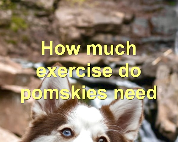 How much exercise do pomskies need
