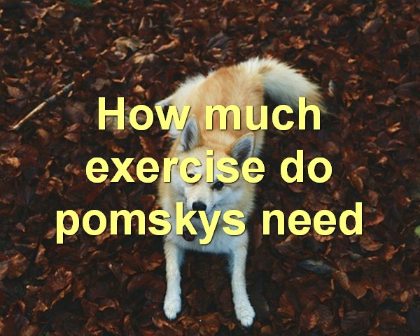 How much exercise do pomskys need