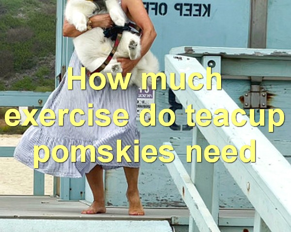 How much exercise do teacup pomskies need