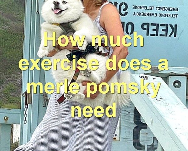 How much exercise does a merle pomsky need