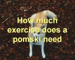 How much exercise does a pomski need