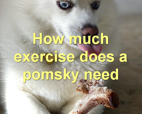 How much exercise does a pomsky need