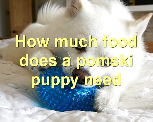 How much food does a pomski puppy need