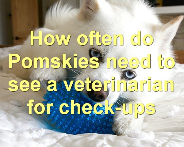 How often do Pomskies need to see a veterinarian for check-ups
