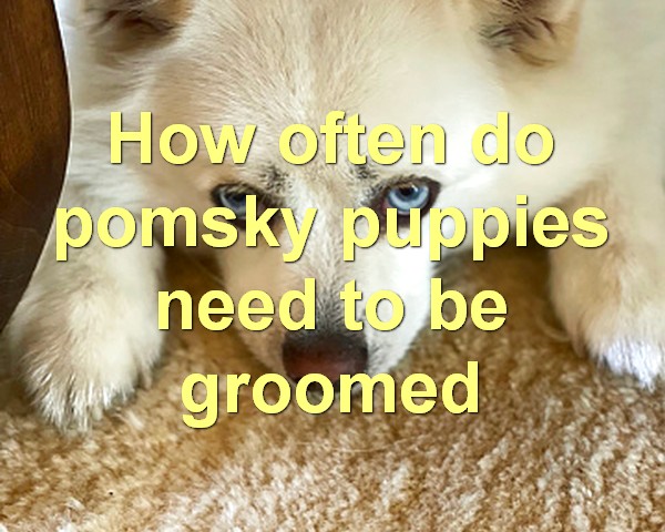 How often do pomsky puppies need to be groomed