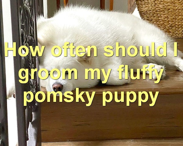 How often should I groom my fluffy pomsky puppy