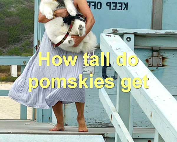 How tall do pomskies get