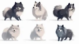 Is the Pomsky Hypoallergenic? Exploring Allergies and Shedding