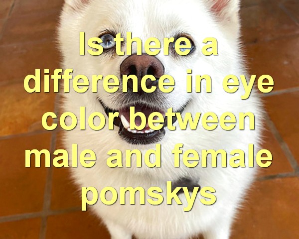 Is there a difference in size between male and female pomskies when full grown