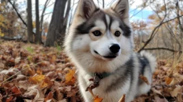 Pomsky Eigenschaften: Alles über Aussehen